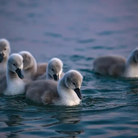 Hotel Balatonfoi Yacht Club